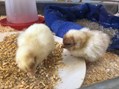 kuikens